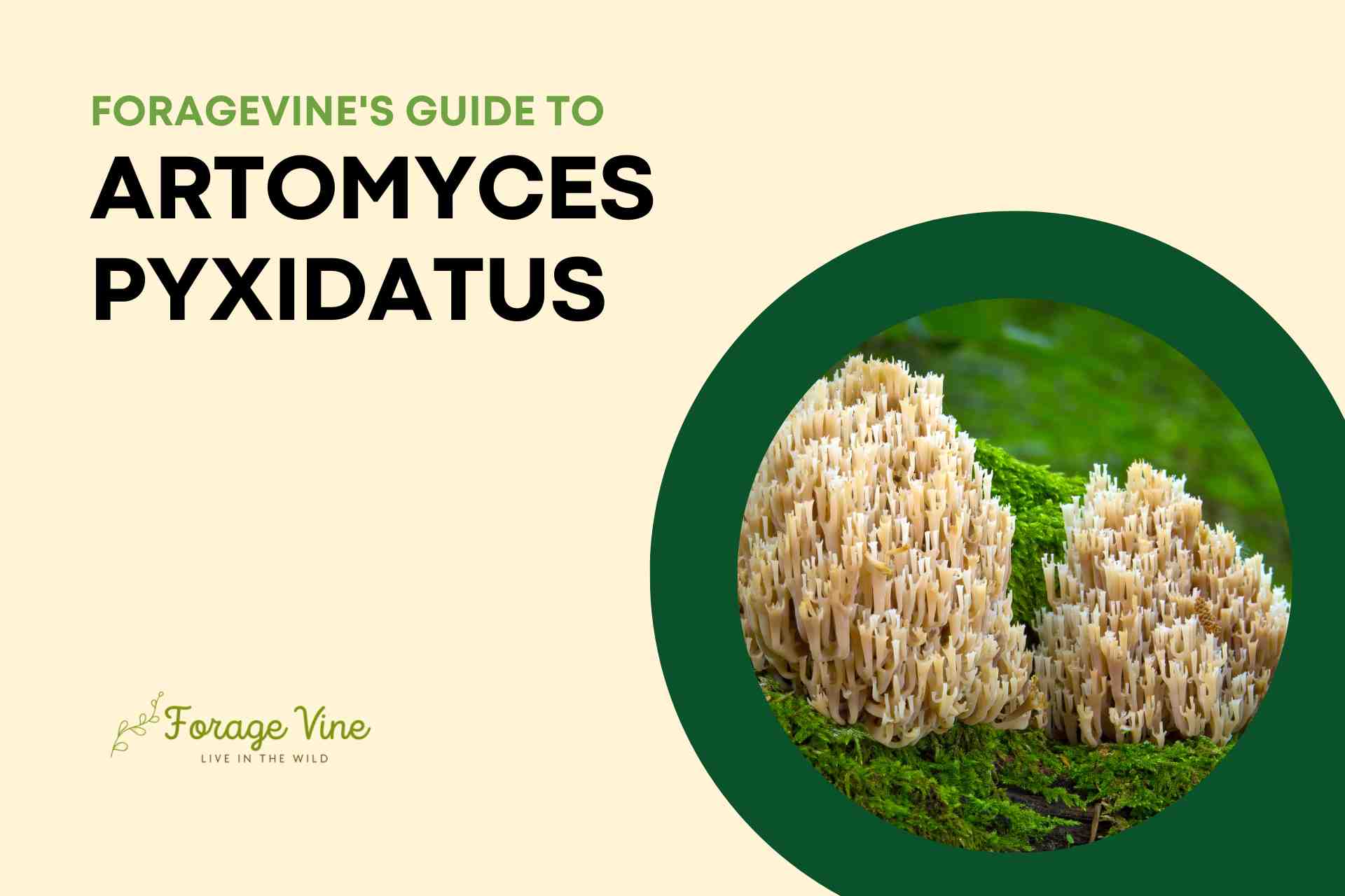 ForageVine's Guide to Artomyces pyxidatus: Identification, Edible Uses