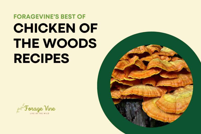 21 Best Chicken of the Woods Recipes Ever Satisfy Your Cravings!