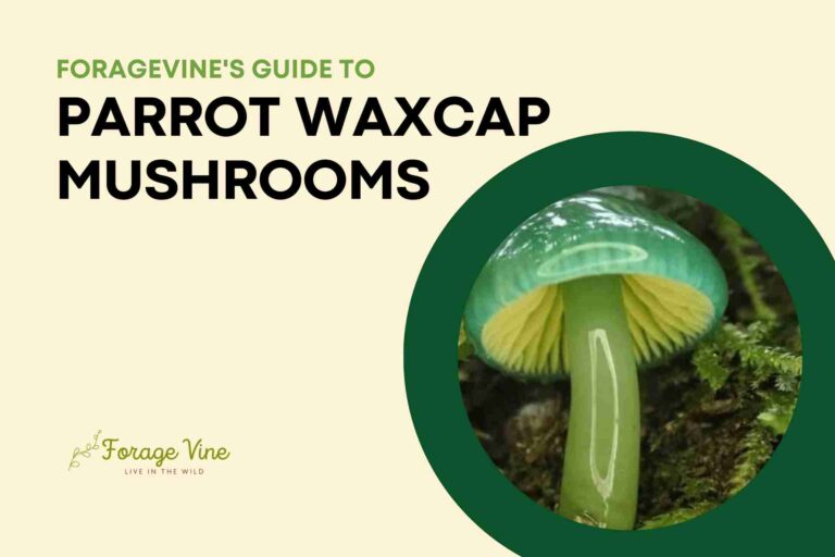 Parrot Waxcap Mushrooms: Edible, Where Do They Grow, And How To Cook Them
