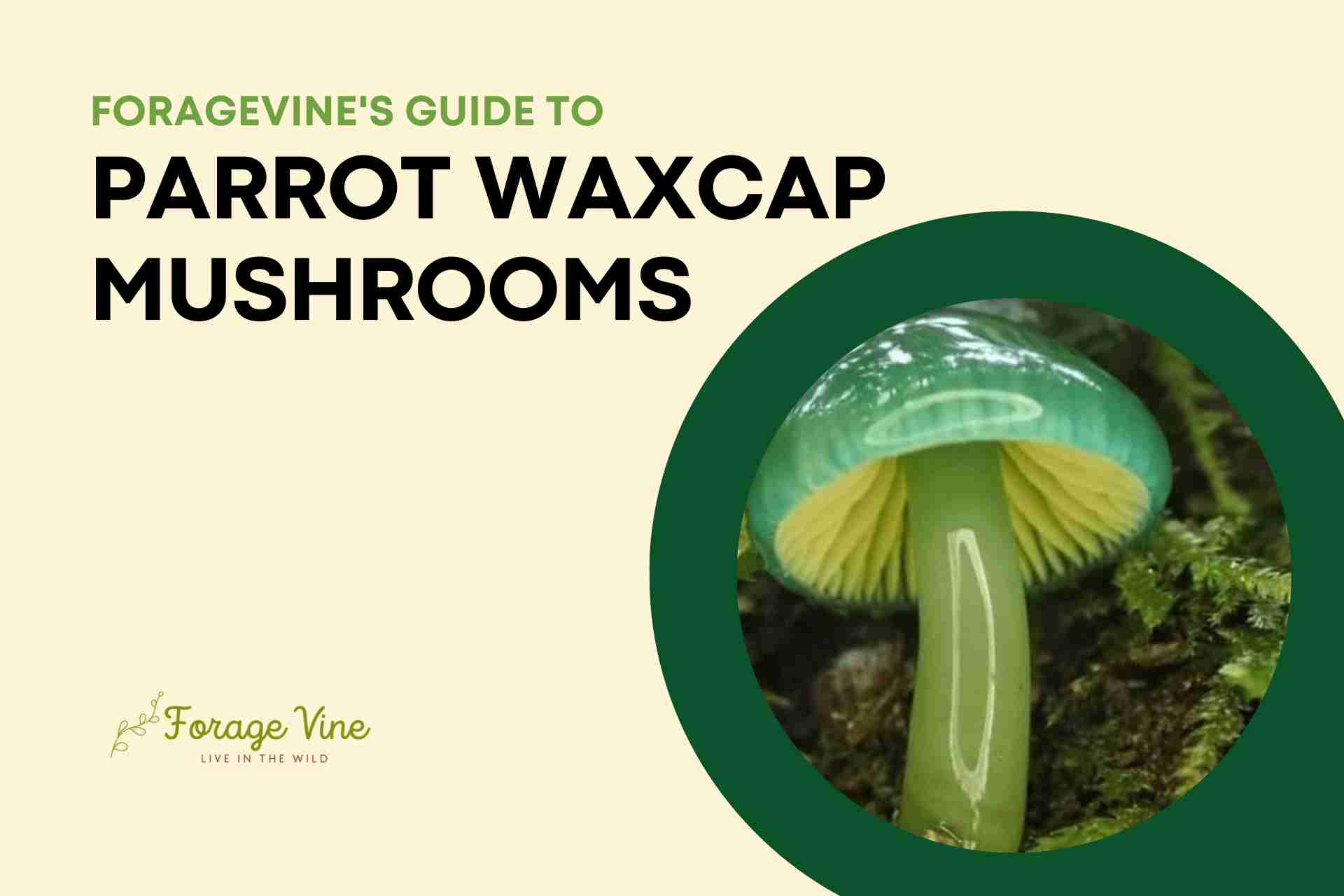 parrot-waxcap-mushrooms-edible-where-do-they-grow-and-how-to-cook