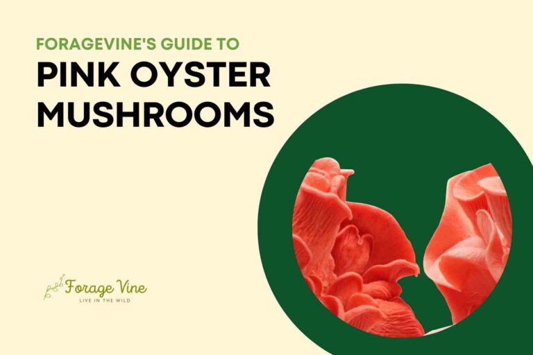 Pink Oyster Mushrooms: Are they Edible, How to Identify?