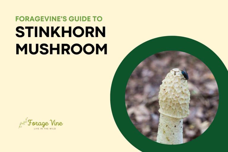 ForageVine’s Guide to stinkhorn mushroom: Identification, Edible Uses, and Growing Guide