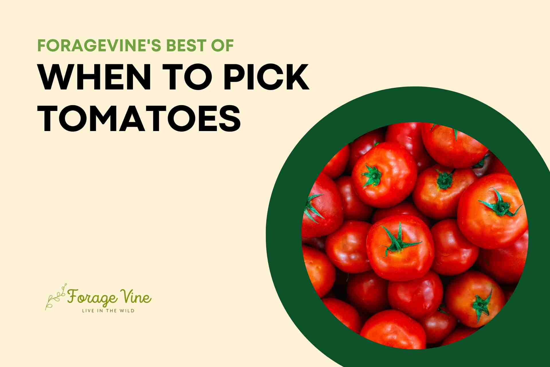 When to pick tomatoes Guide to Color, Smell, and Ripeness ForageVine