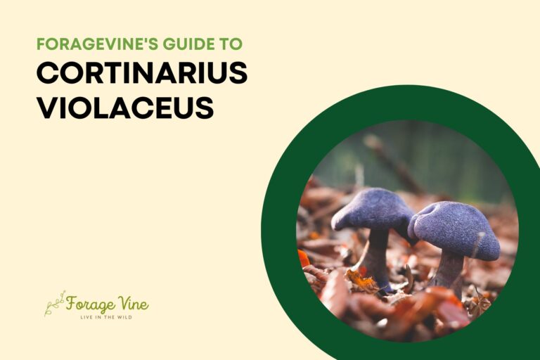 Guide to Cortinarius violaceus (Purple Mushroom): How to Identify, Grow, Harvest