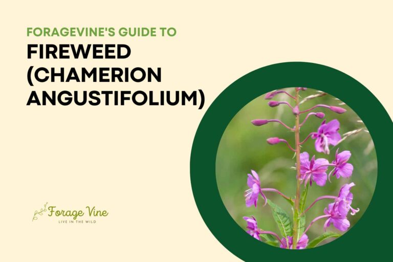 Guide to Fireweed (Chamerion angustifolium): How to Identify and grow it and is