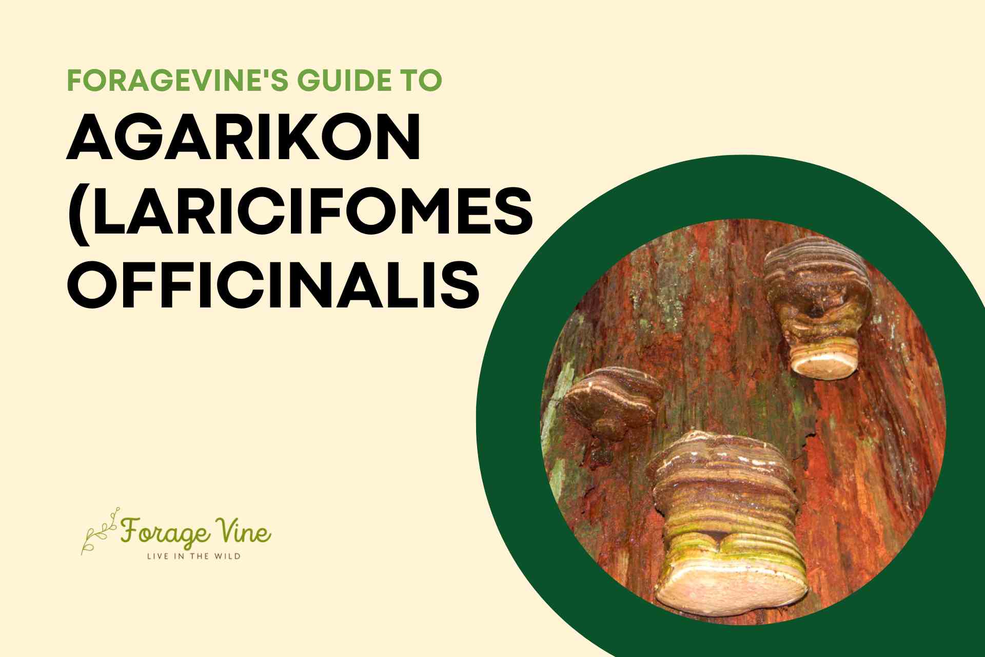 ForageVine's Guide to Agarikon (Laricifomes Officinalis): Is it Edible