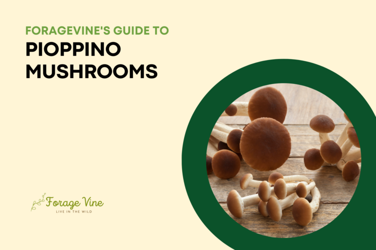 Pioppino Mushroom: How to Identify and is it edible