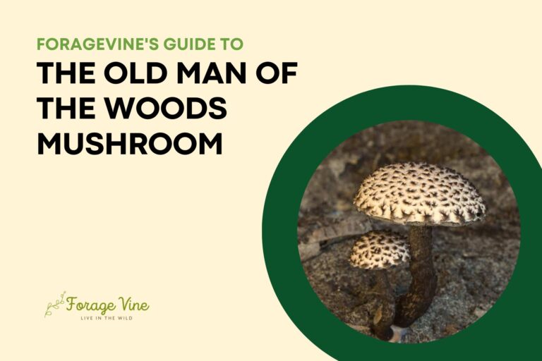 A Forger’s Guide to The Old Man of the Woods Mushroom