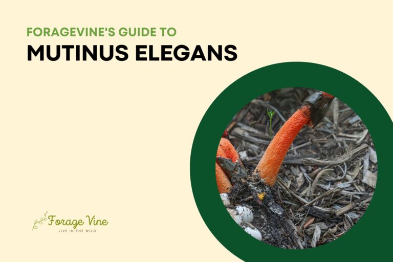 Guide to mutinus elegans Mushroom: How to Identify, Grow, Harvest, Store, and Eat them